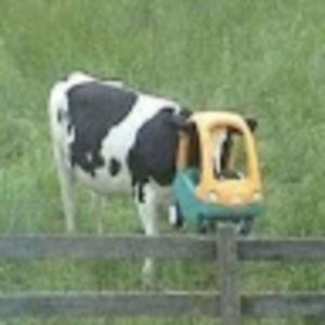 Meet your Posher, Maddy